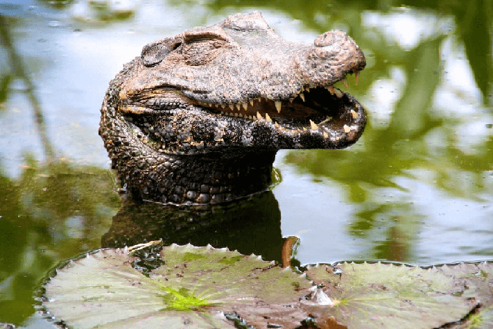 Airdrie Springs Dentists Answer Hygiene for Crocodiles